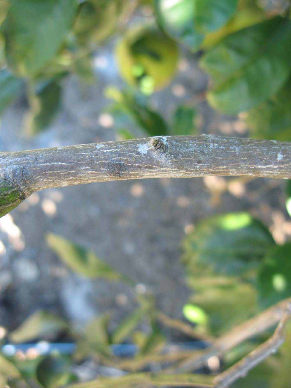              Second - third year twig (Winter Haven, FL)       